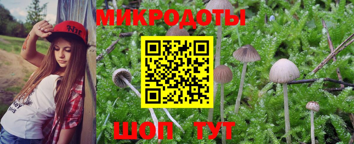 Псилоцибиновые грибы Psilocybe Югорск